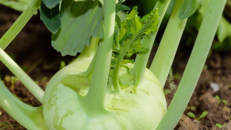 kohlrabi wozupi farm