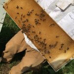 honey harvesting at wozupi