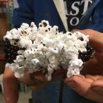 Dakota Black Popcorn