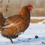 hen