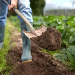 cover crop