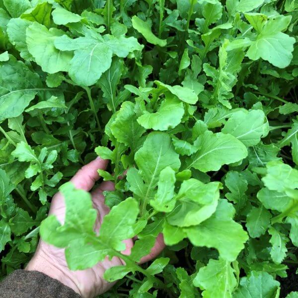 Arugula (by the bunch)
