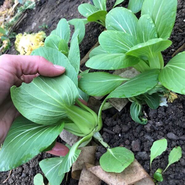 Baby Bok Choy (by the lb.)