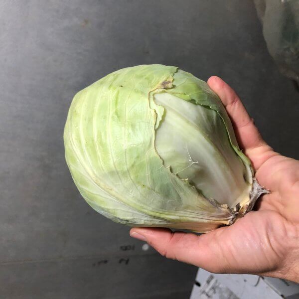 Cabbage, Green (by the each)