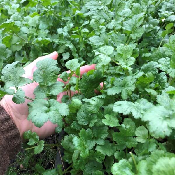 Cilantro (by the bunch)