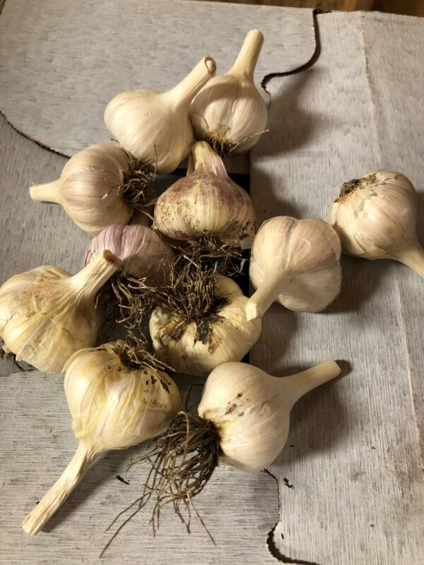 Garlic (by the lb.)