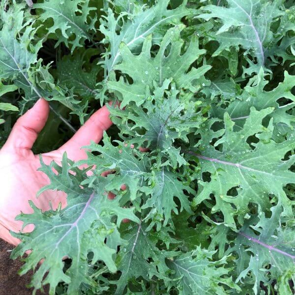 Kale, Red Russian (by the bunch)