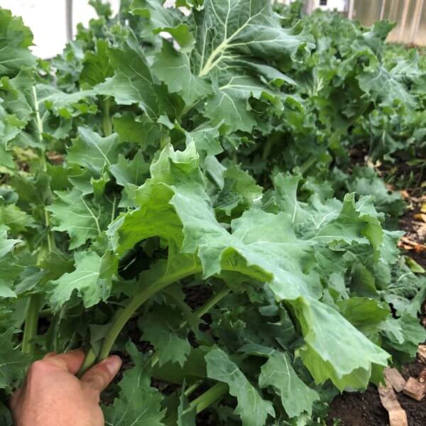 Kale, Siberian (by the bunch & available intermittently)