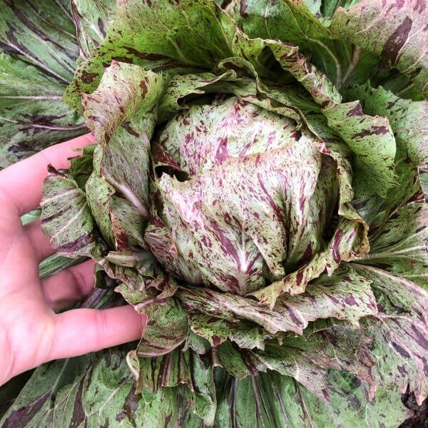 Radicchio, 'Bel Fiore'