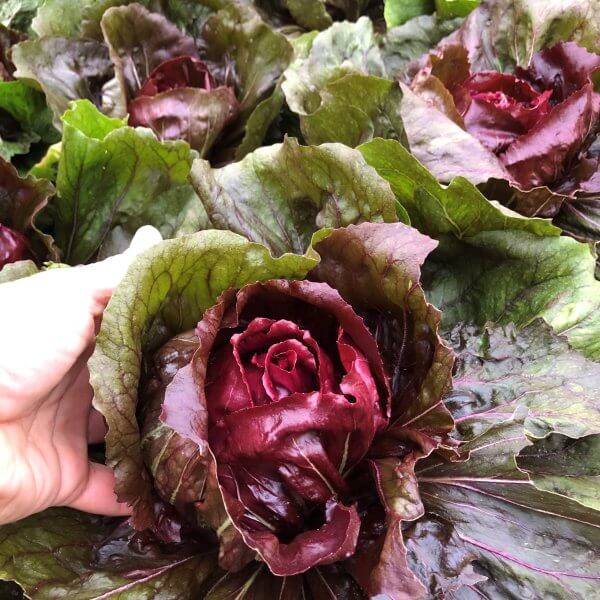 Radicchio, 'Indigo'