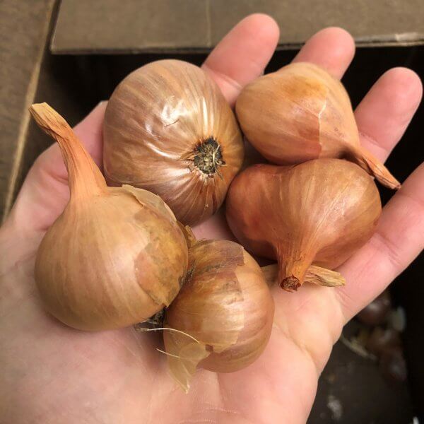 Shallots (by the lb.)