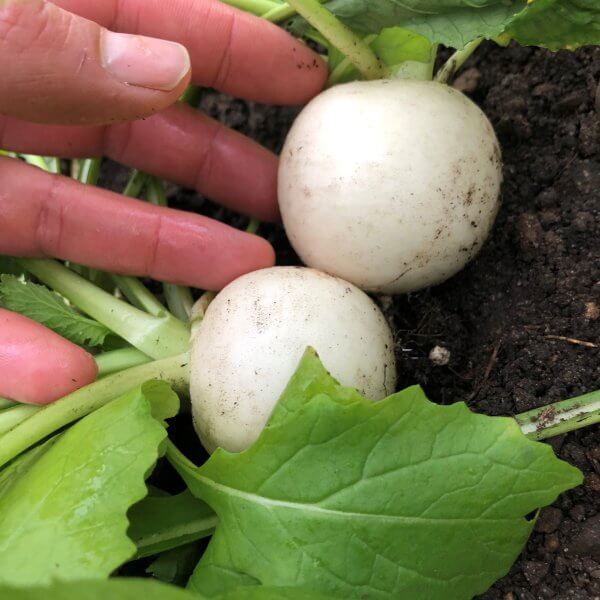 Turnips, Salad 'Hakurei' (by the bunch)