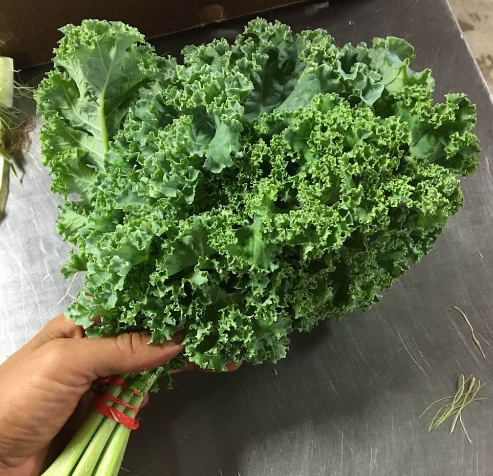 green curly kale