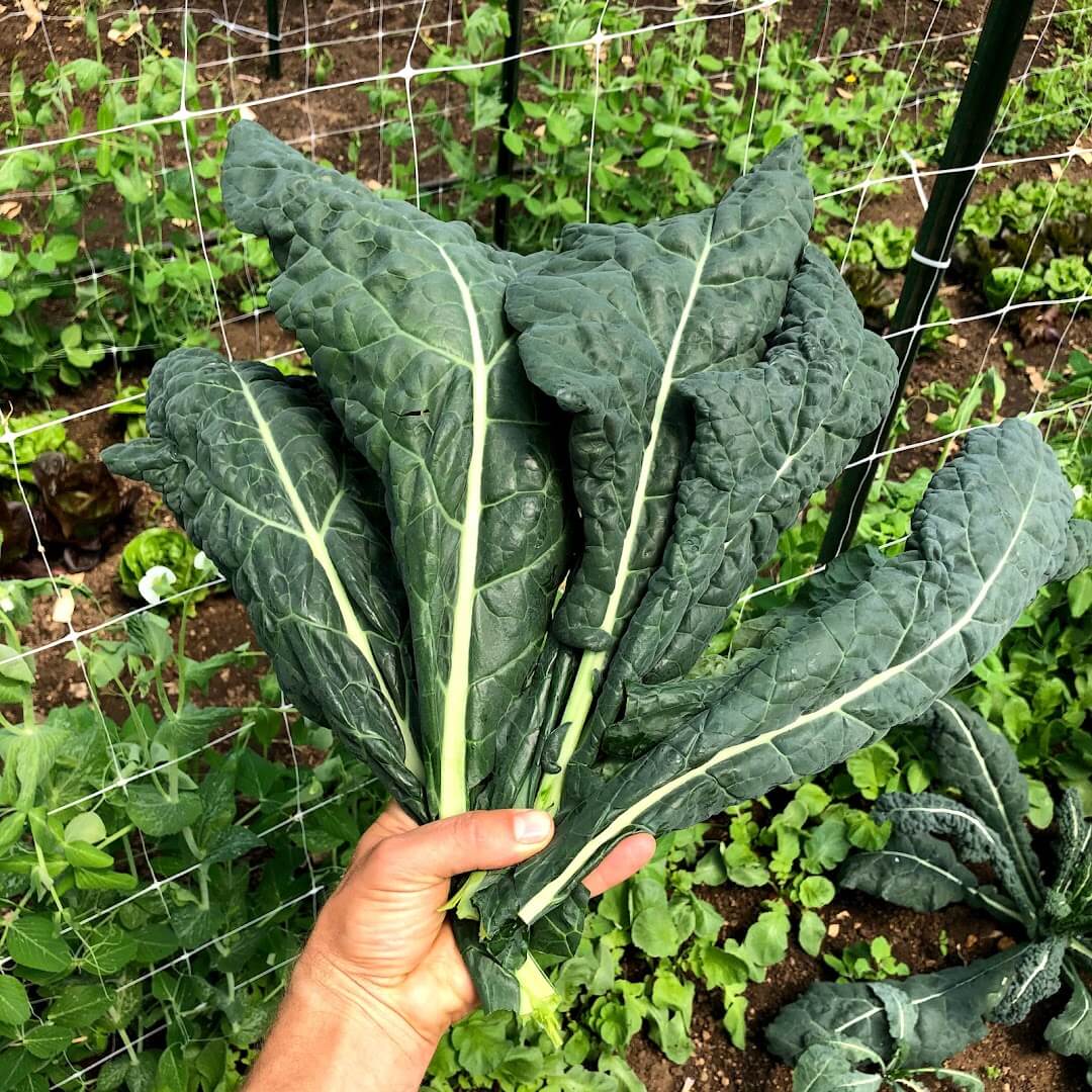 lacinato kale