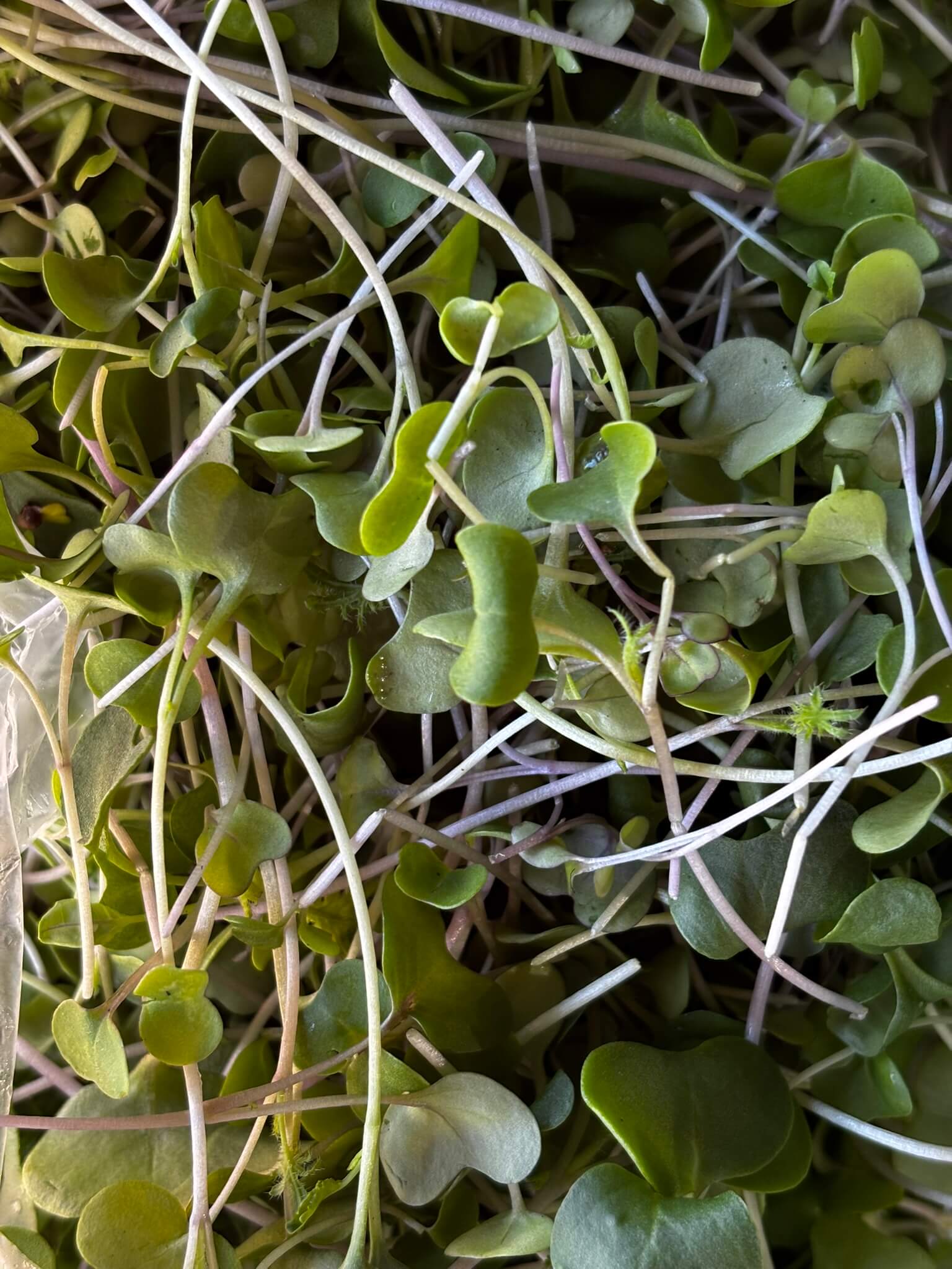 microgreens