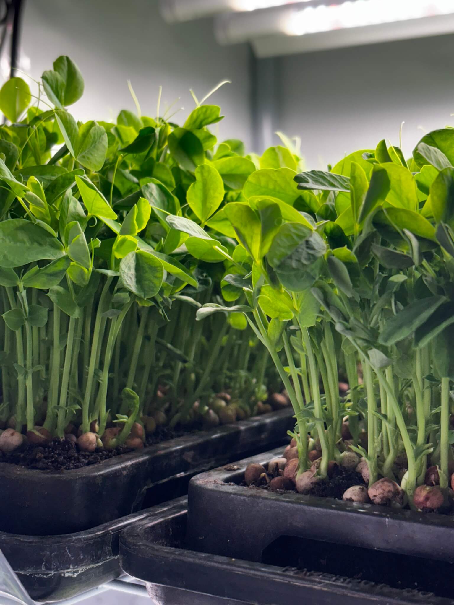 pea shoots growing