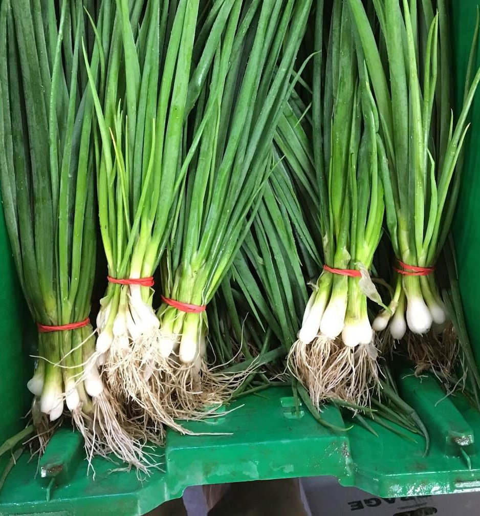 scallions