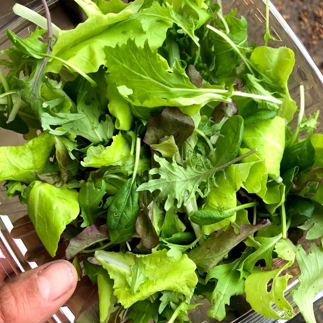 spring mix mild lettuce asian greens etc