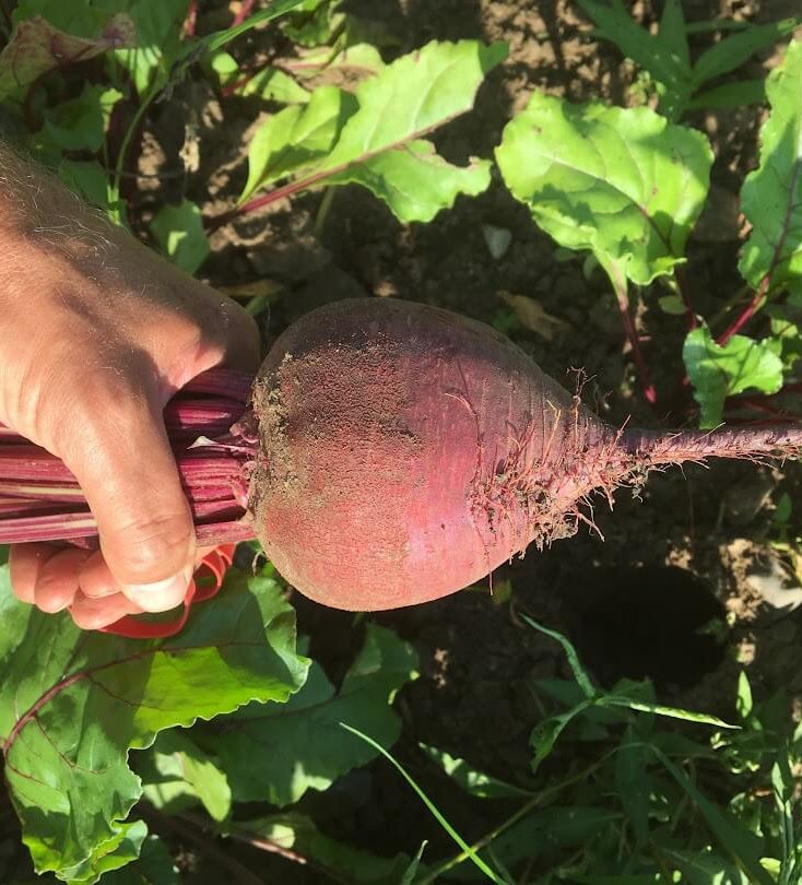 beet