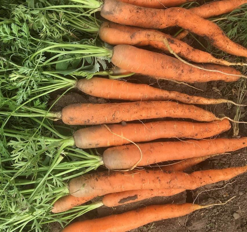 carrots storage