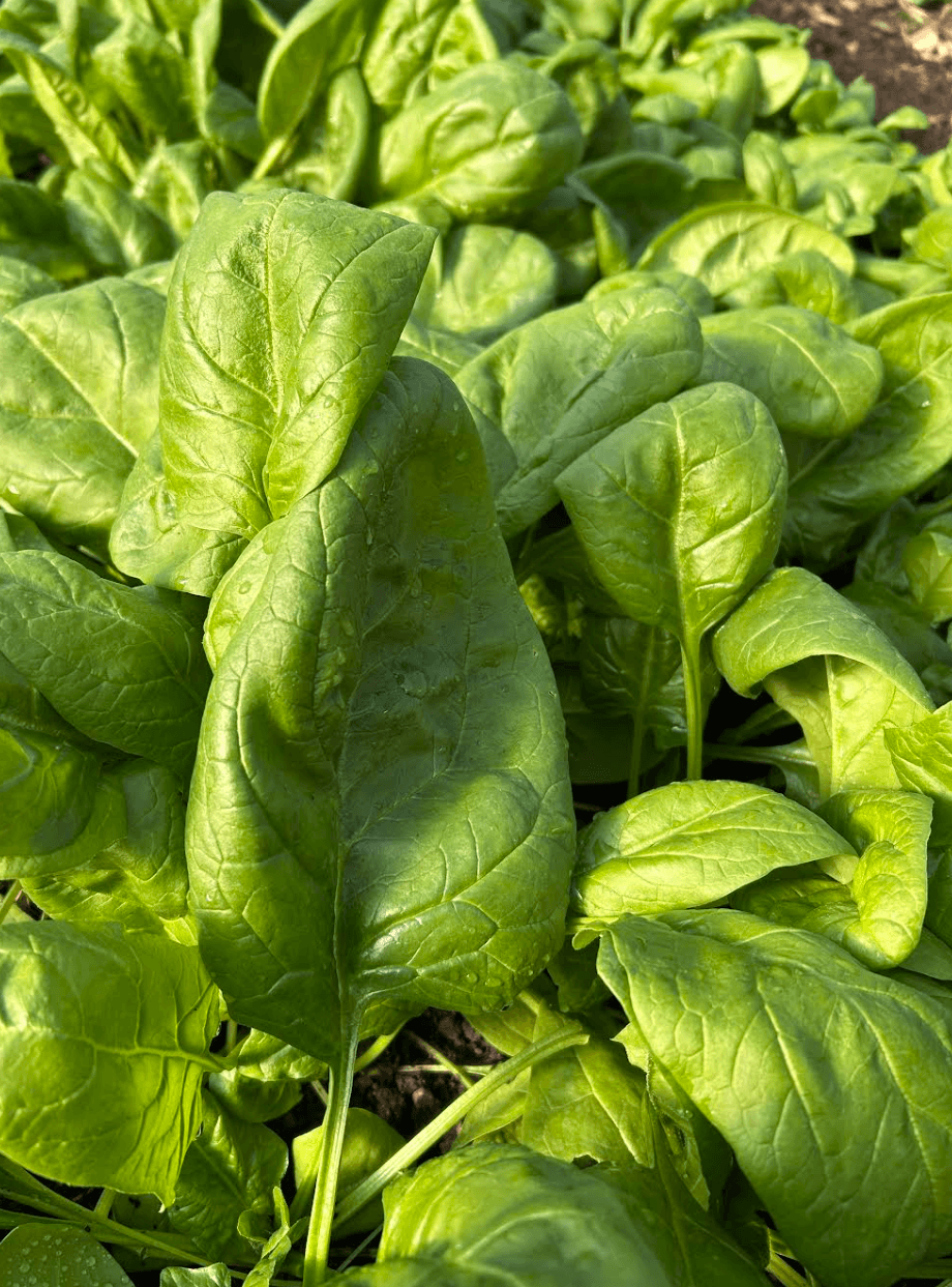 spinach full-sized leaf